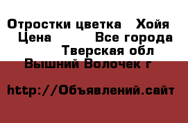 Отростки цветка  “Хойя“ › Цена ­ 300 - Все города  »    . Тверская обл.,Вышний Волочек г.